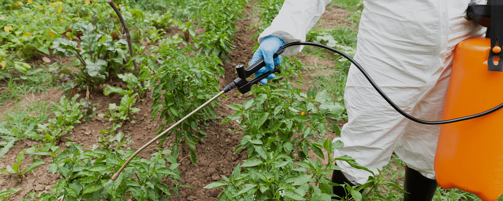 小banni&egrave;re-3